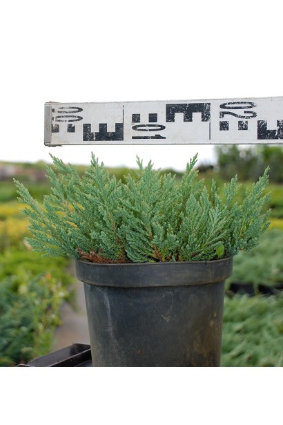 Ялівець Блю Форест діаметр 20-25 см