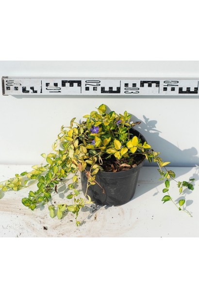 Барвінок Іллюмінейшн саджанець 30-40 см