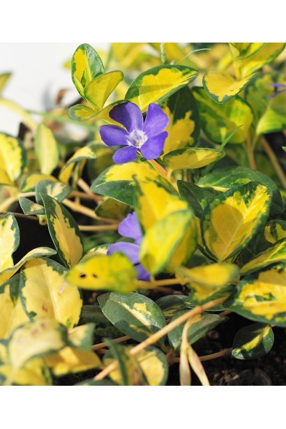 Vinca minor Illumination