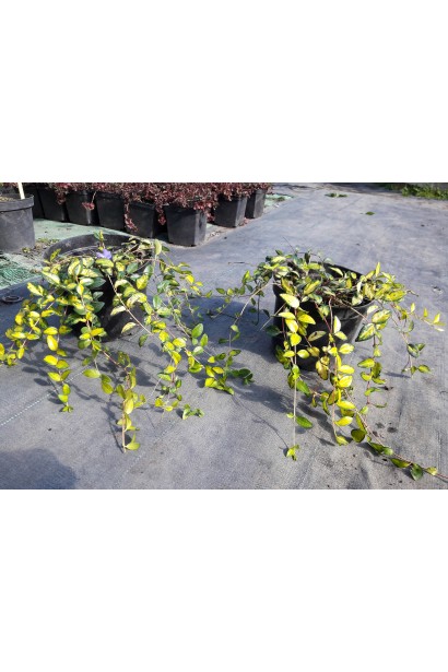 Барвінок малий Іллюмінейшн саджанці в контенері 3 л