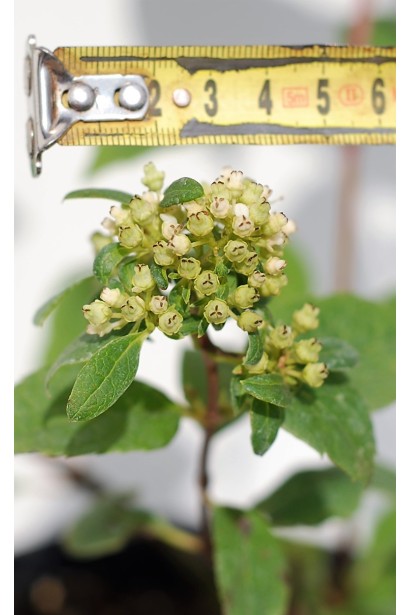 Гортензія Вімс Ред розмір суцвіття