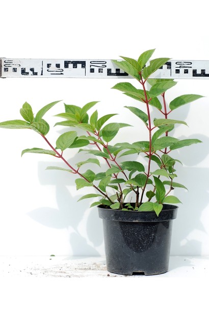 Гортензія Вімс Ред саджанець С3 діаметр 30-40 см