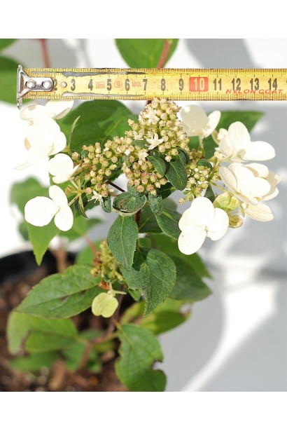 Гортензія Вімс Ред діаметр квітки 14 см