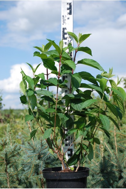 Гортензія волотиста Вімс Ред саджанець 40-60 см