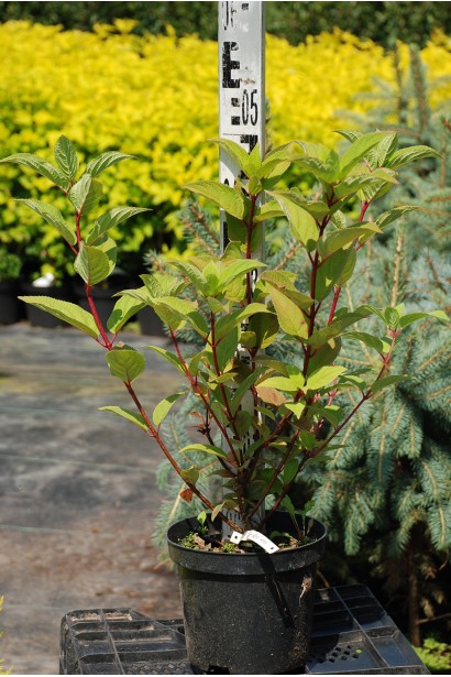 Гортензія волотиста Вімс Ред  в контейнері 5 л 40-50 см