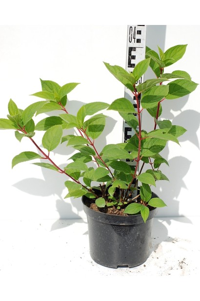 Гортензія Вімс Ред контейнер 3 л 30-40 см