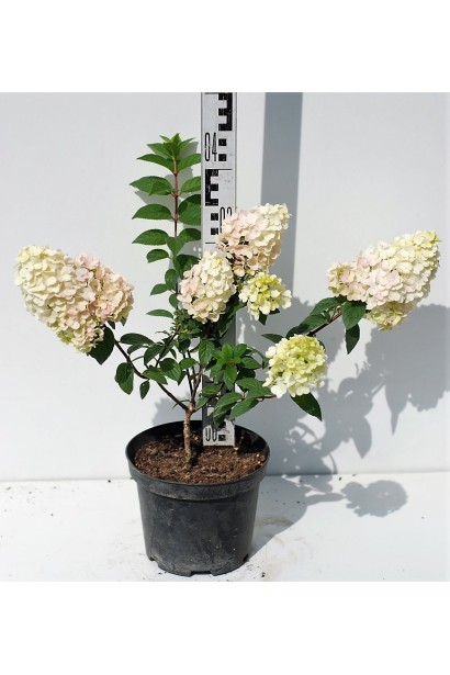 Гортензія Sundae Fraise саджанець 30-40 см