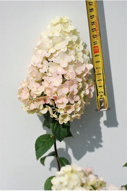 Гортензія Сандей Фрейз розмір суцвіття