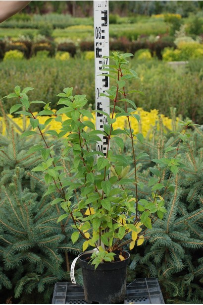 Гортензія Сандей Фрейз в горщику 5 л 50-70 см