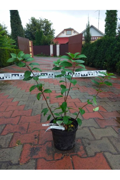 Гортензія Сандей Фрейз в садовому центрі