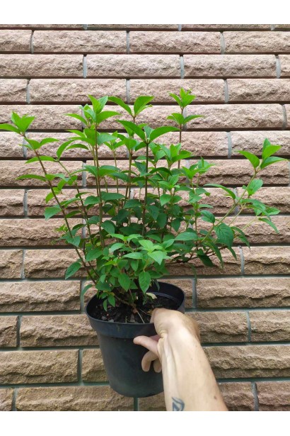 Гортензія волотиста Сандей Фрейз контейнер 3 л