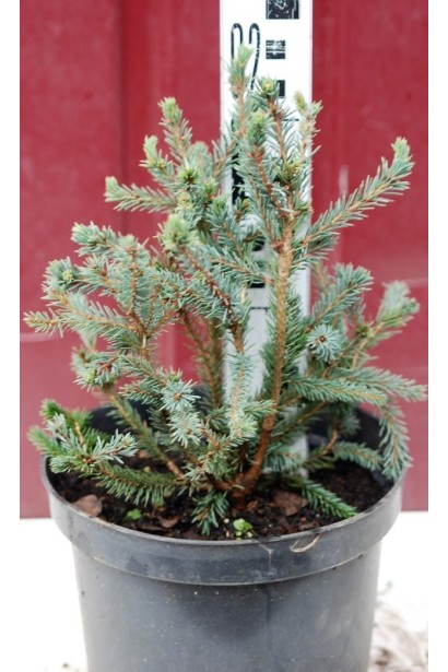 Ялина канадська Ехініформіс саджанець 