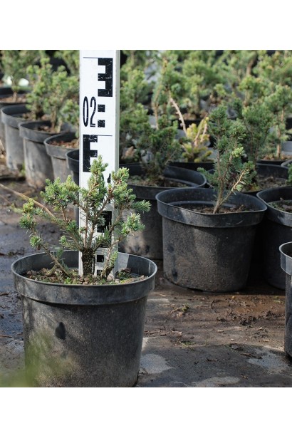 Ялина канадська Ехініформіс контейнер 3 л 10-15 см