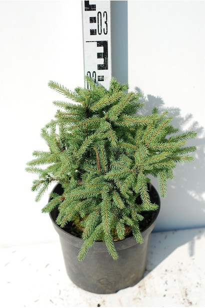 Ялина канадська Ехініформіс саджанець С3 висота 20-25 см