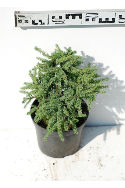 Ялина канадська Ехініформіс саджанець С3 діаметр 20-25 см