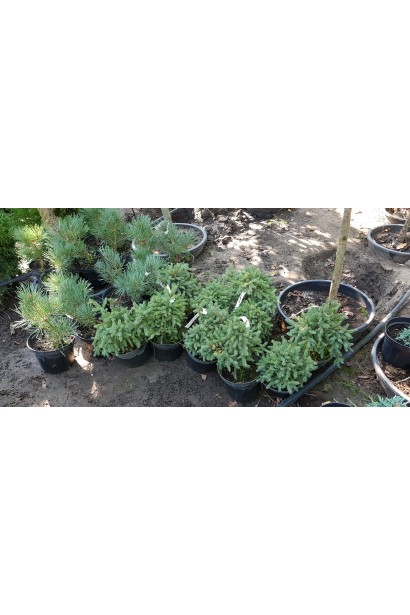 Ялина канадська Ехініформіс в садовому центрі