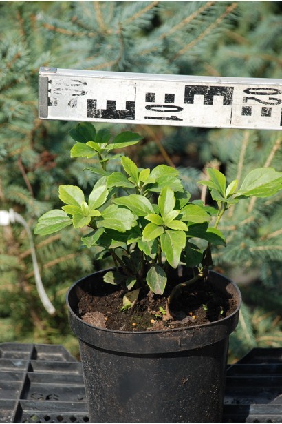 Пахізандра верхівкова Грін Карпет в контейнері