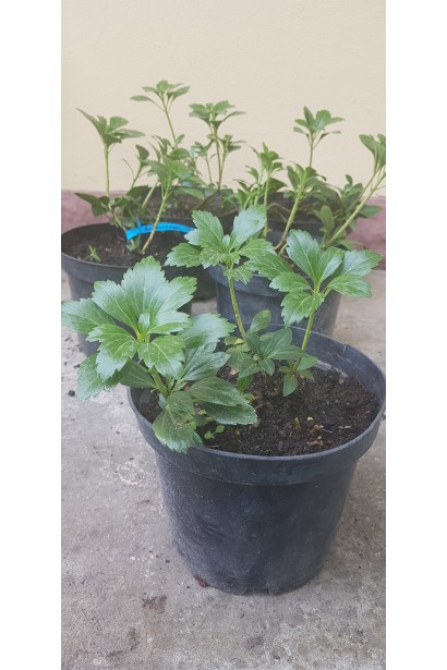 Pachysandra terminalis Green Carpet