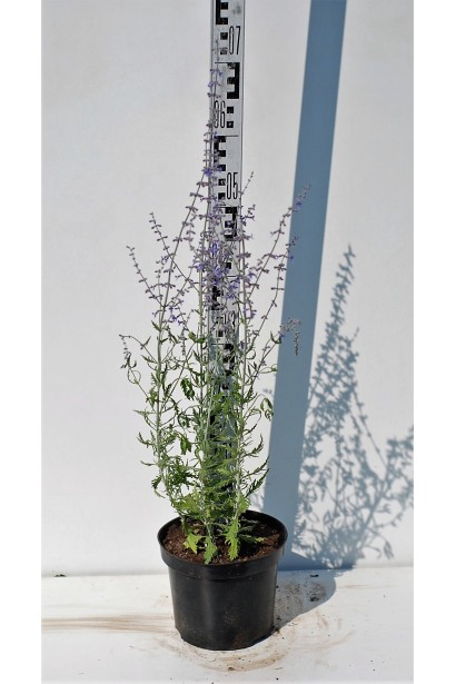 Перовскія лебедолиста 