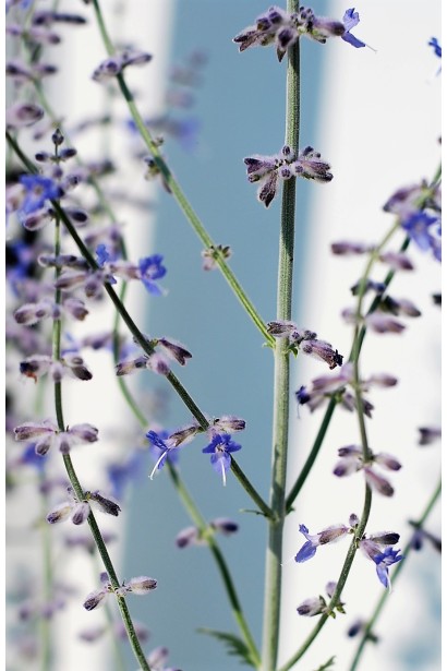 Perovskia atriplicifolia