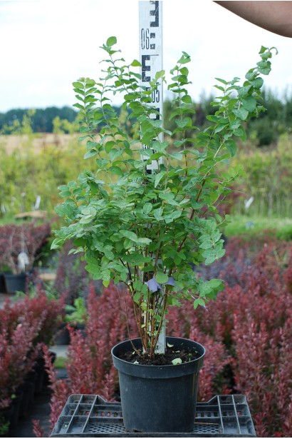 Саджанець Magic Berry – готовий для озеленення саду.