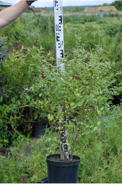 Саженец снежноягодника в контейнере