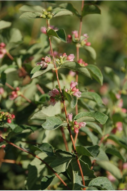 Снежноягодник Доренбоза Мазер оф Перл