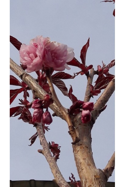 Prunus serrulata Royal Burgundy on shtambe