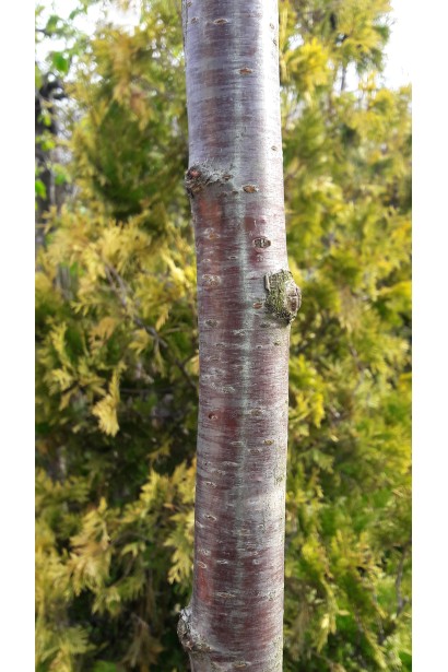 Стовбур дерева Сакури дрібнопильчастої Роял Бургунді