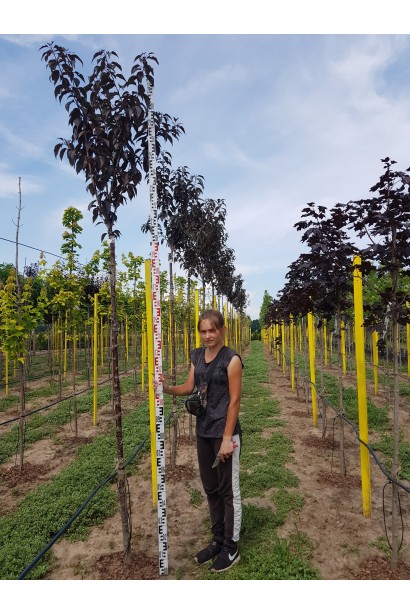 Саджанці в полі - садовий центр проксіма