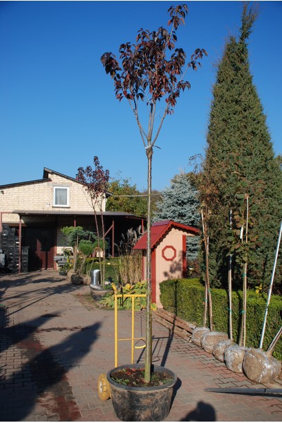 Саджанець Сакура Роял Бургунді