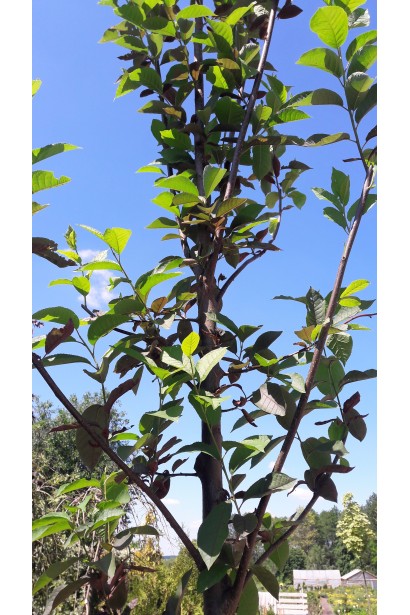 Вишня віргінська Шуберт зелене листя навесні