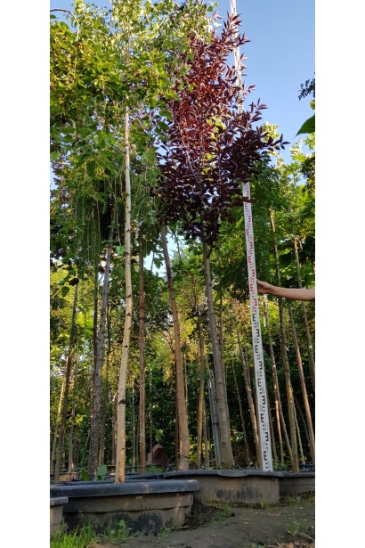 Черемха чорна Шуберт на штамбі