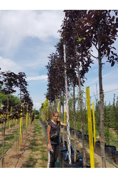 Вишня віргінська Шуберт штамбова форма