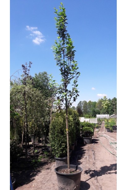 Черешня віргінська Шуберт на штамбі саджанець в контейнері