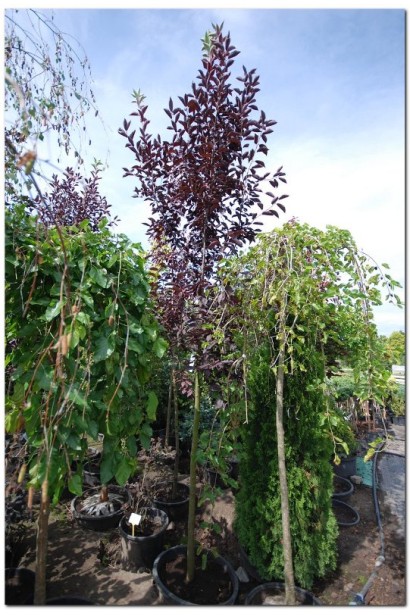 Вишня віргінська Шуберт на штамбі в садовому центрі