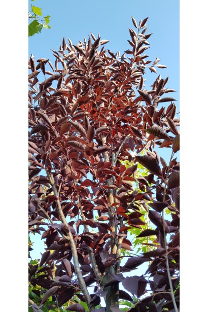 Черемха Schubert on shtambe