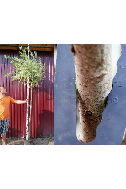 Ива цельнолистая Хакуро-Нишики на штамбе обхват ствола 10-12 см