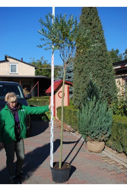 Ива цельнолистая Хакуро-Нишики штамбовая форма