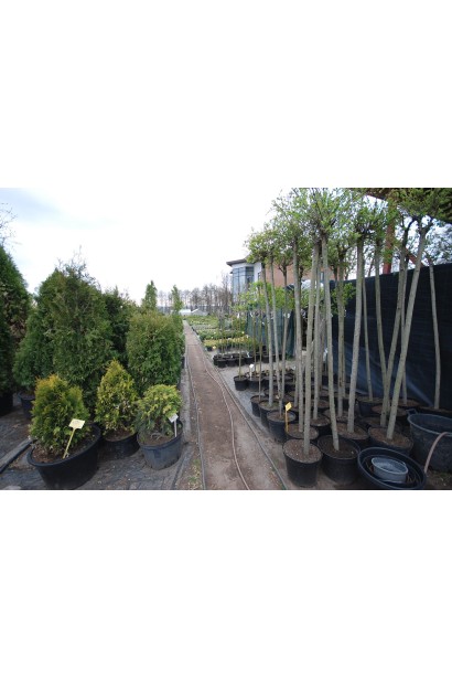 Ива Хакуро-Нишики привита на штамбе саженцы в садовом центре