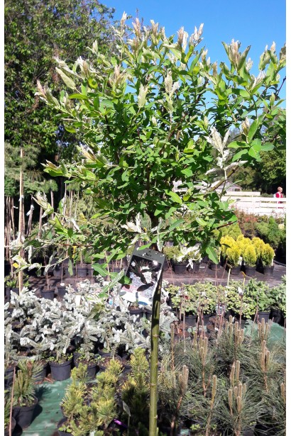 Salix integra Hakuro-Nishiki on shtambe