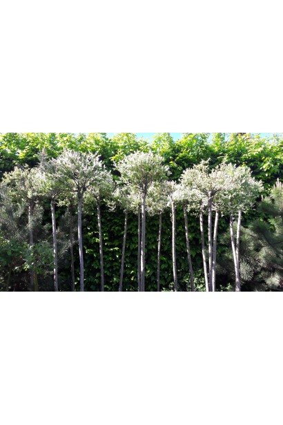 Ива цельнолистая Hakuro-Nishiki пуля на штамбе