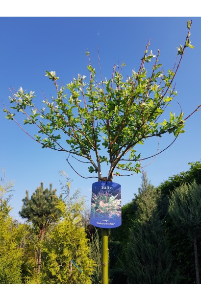 Ива Хакуро-Нишики крона штамбового дерева