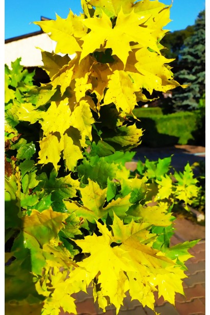 Клен Принцетон Голд зеленовато-желтые листья летом