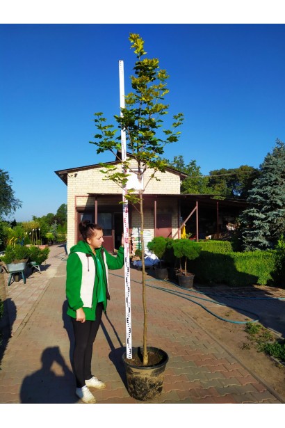 Клен Принцетон Голд на штамбе