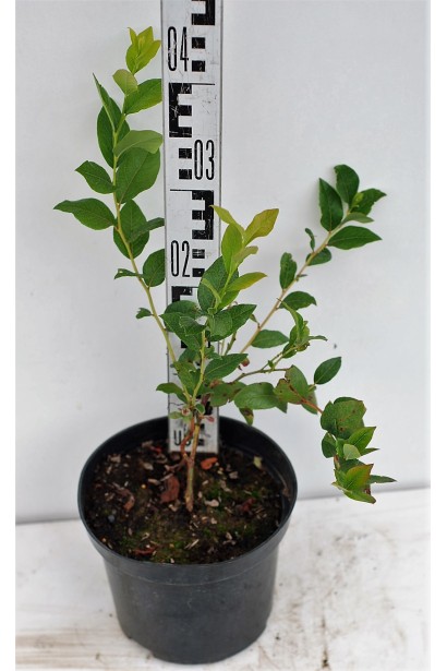 Лохина високоросла Блюкроп в контейнері 3 л  25-35 см