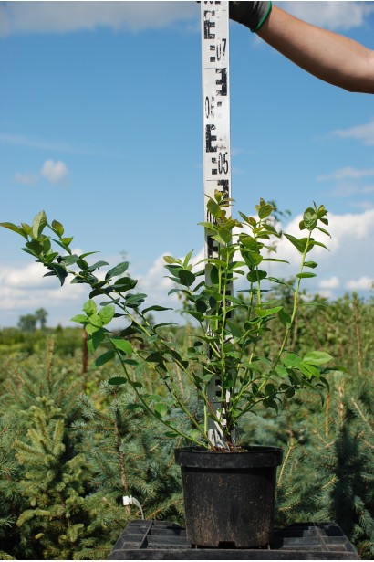 Лохина Bluecrop саджанець 40-50 см