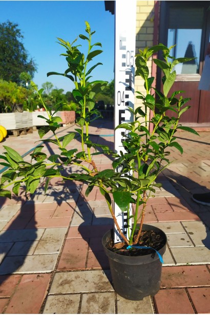 Лохина високоросла Блюкроп саджанець 40-60 см