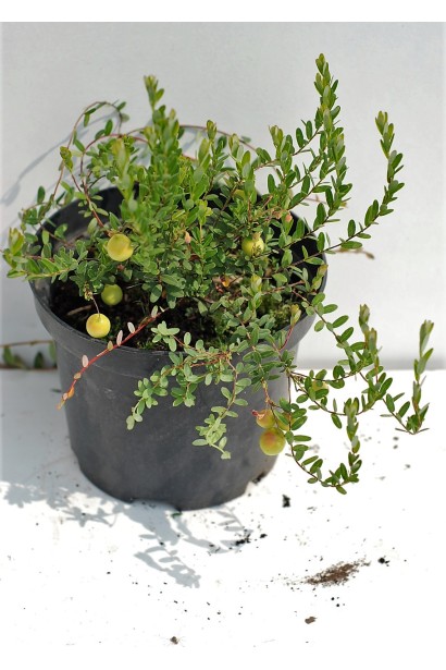 Журавлина великоплідна Пілігрім в контейнері 3 л