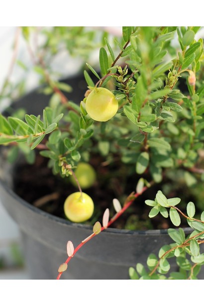 Журавлина Пілігрім жовто-зелені недостиглі плоди